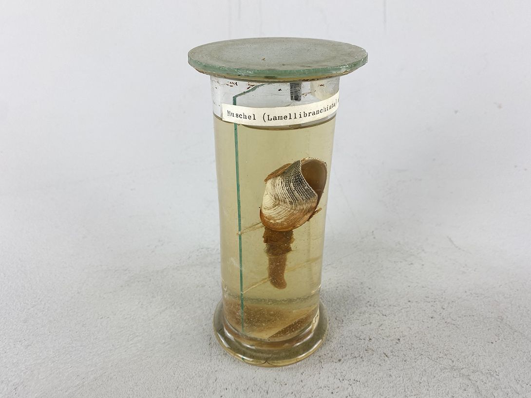 Foto Shell in Glass Tube