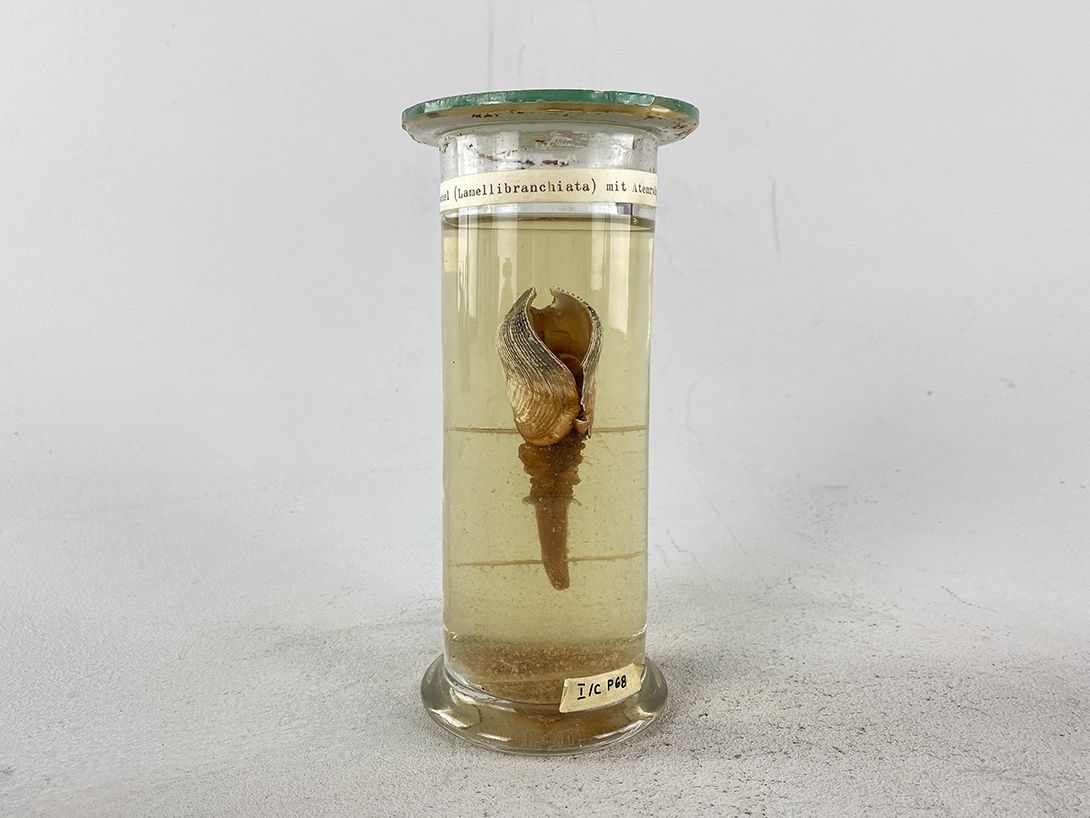 Foto Shell in Glass Tube