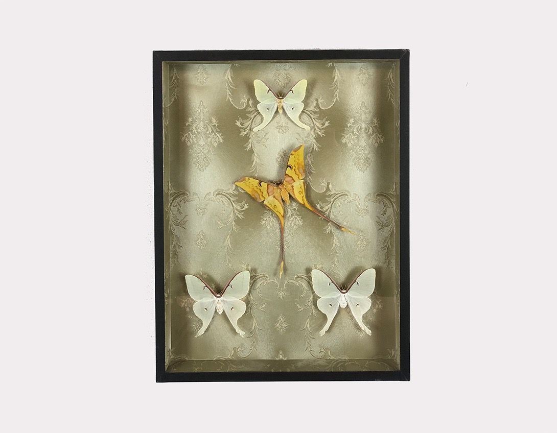 Foto Diorama with White and Yellow Butterflies h50x40 18E6