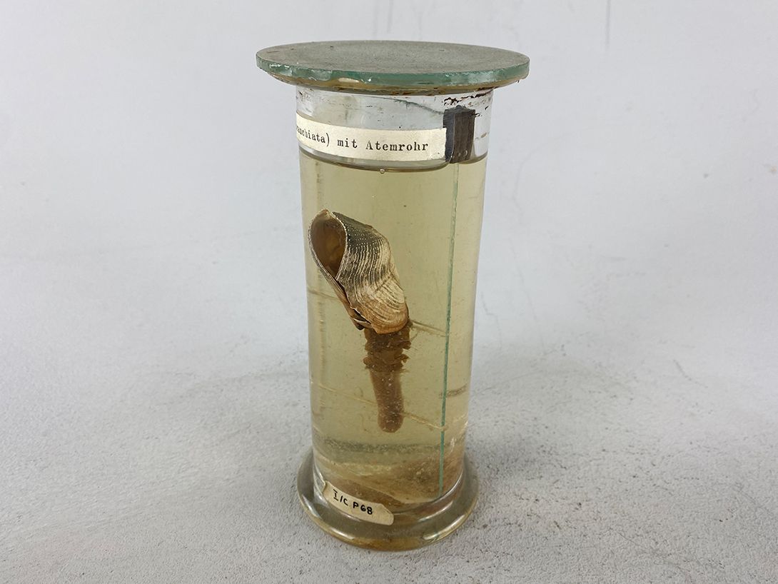 Foto Shell in Glass Tube