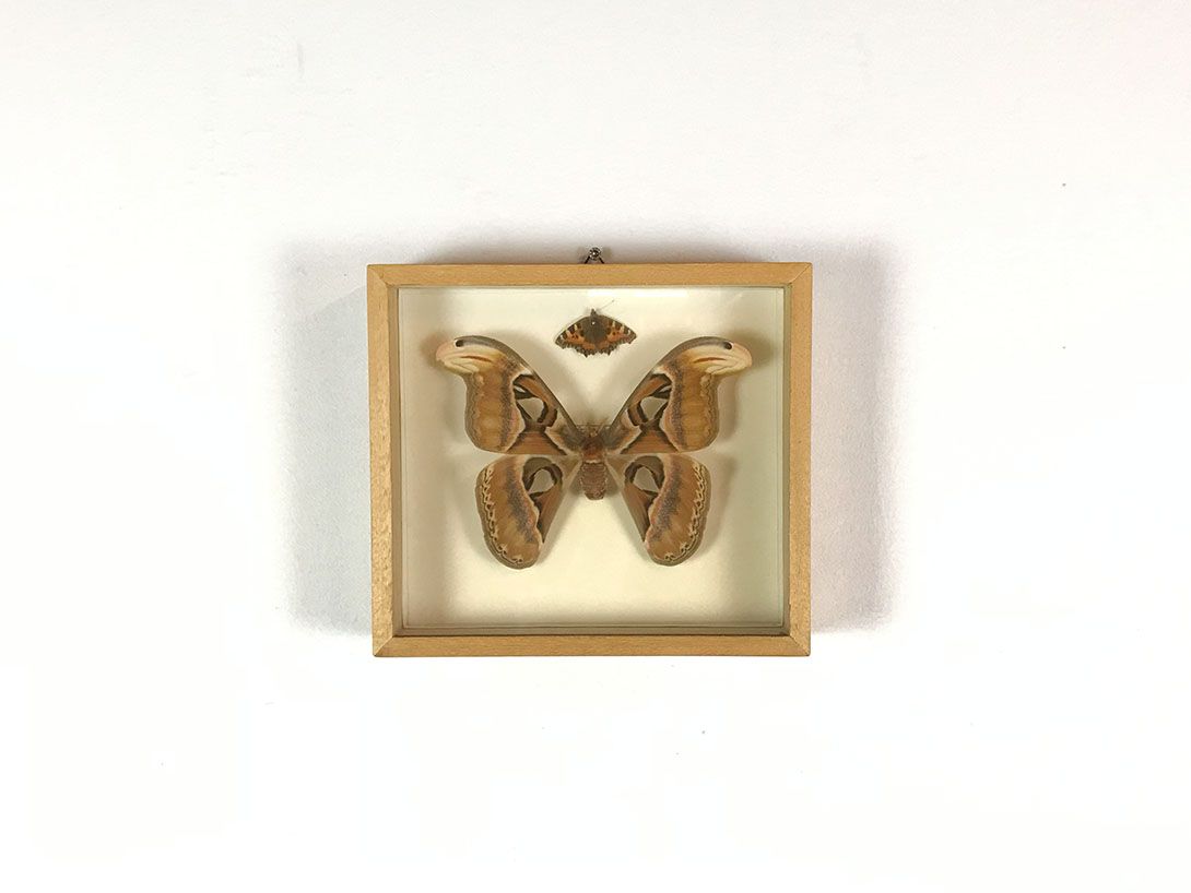 Foto Diorama Taiwanese Butterflies 18C11