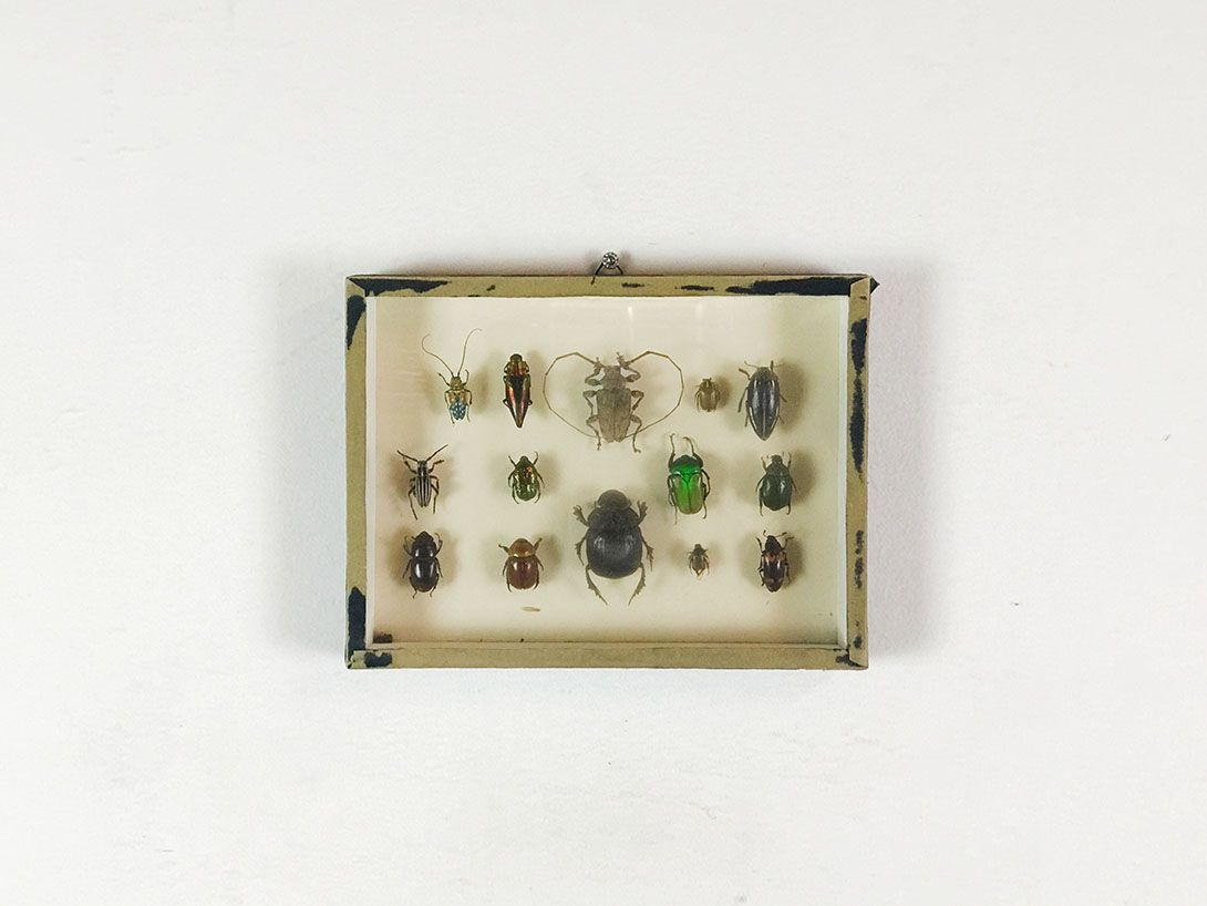 Foto Diorama of various Beetles 18C13