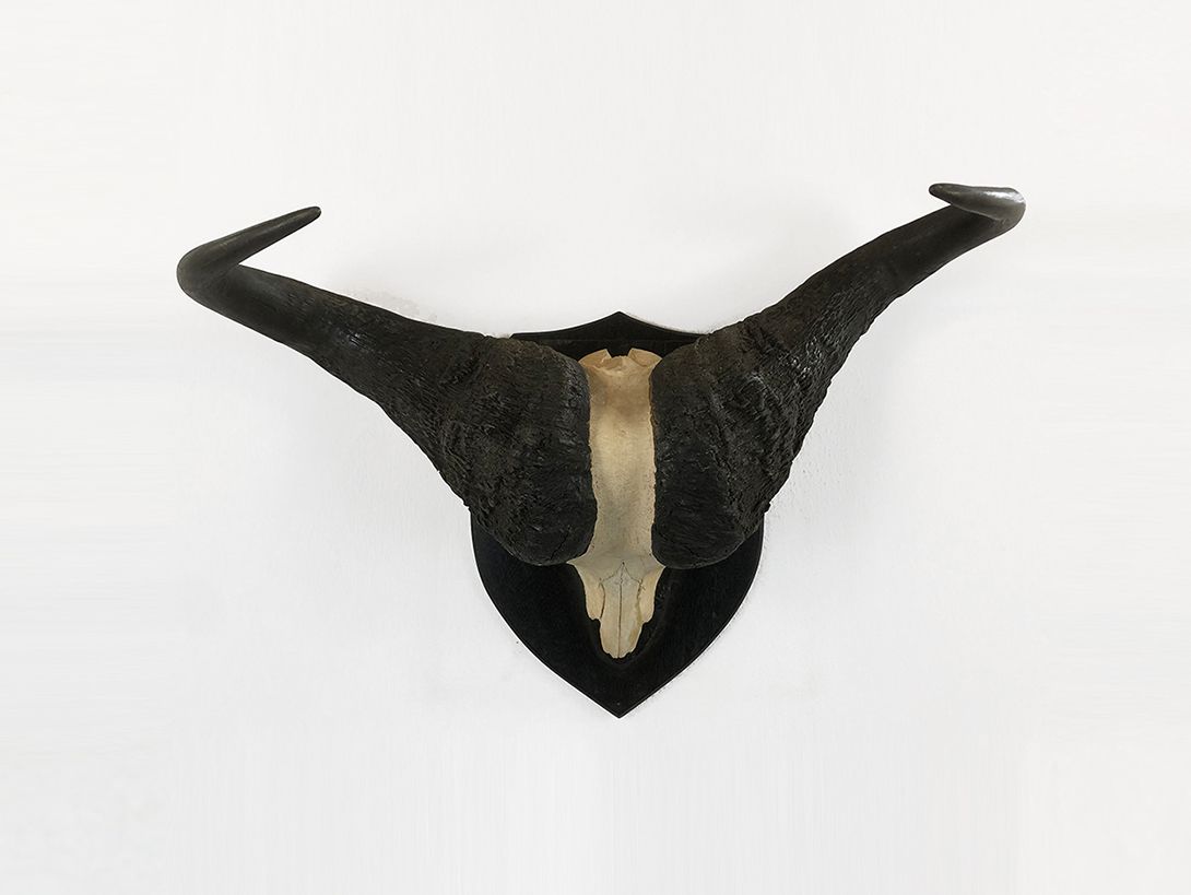Foto Water Buffalo Skull India
