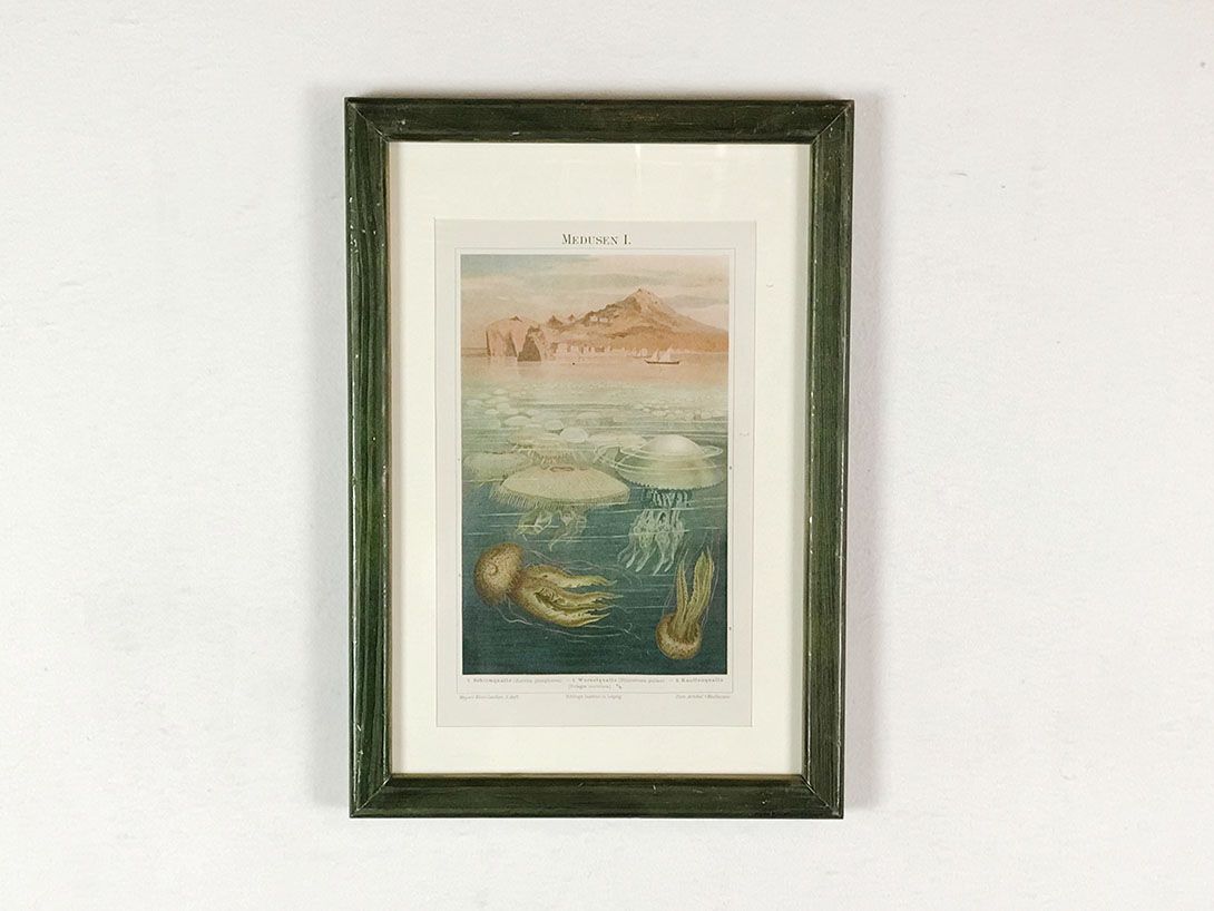 Foto Print of Jellyfish, German Encyclopedia 24C3