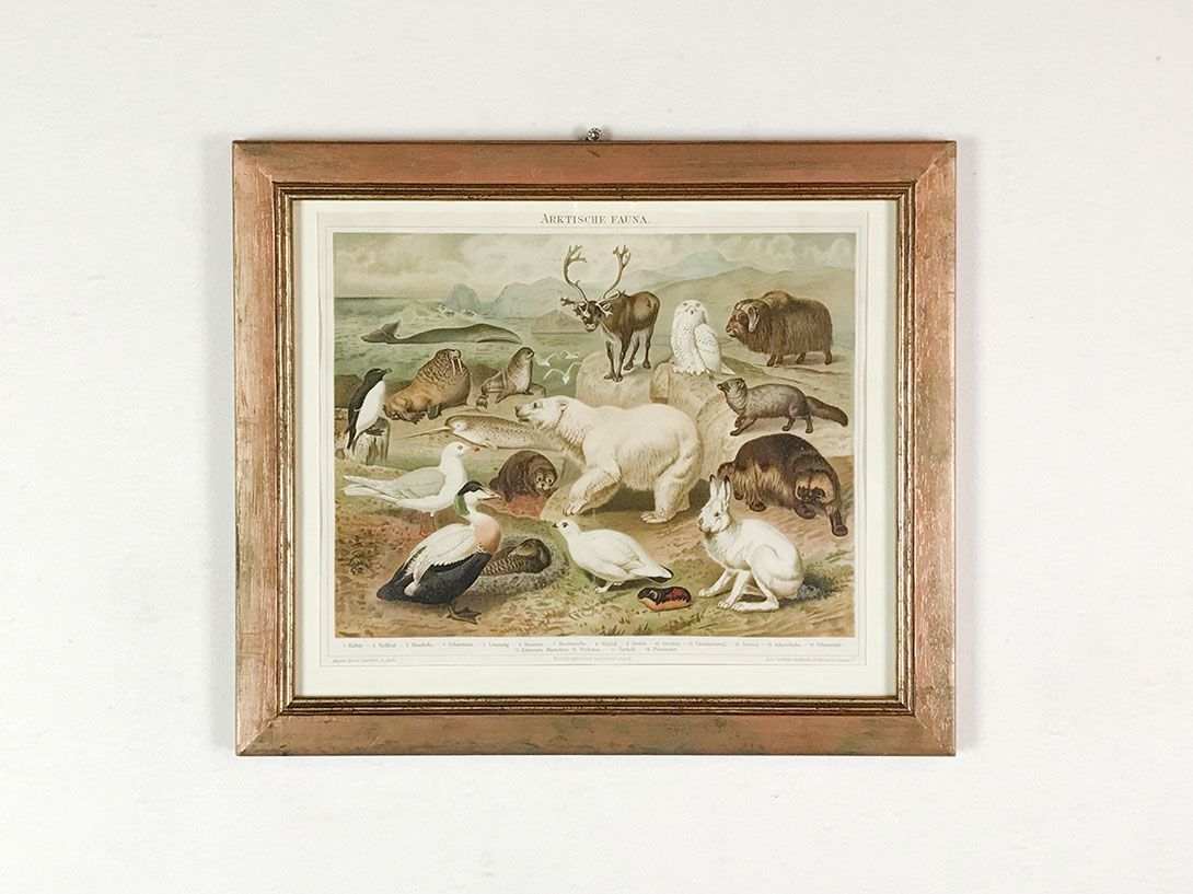 Foto Arctic Animals, from a German Encyclopedia 24C2