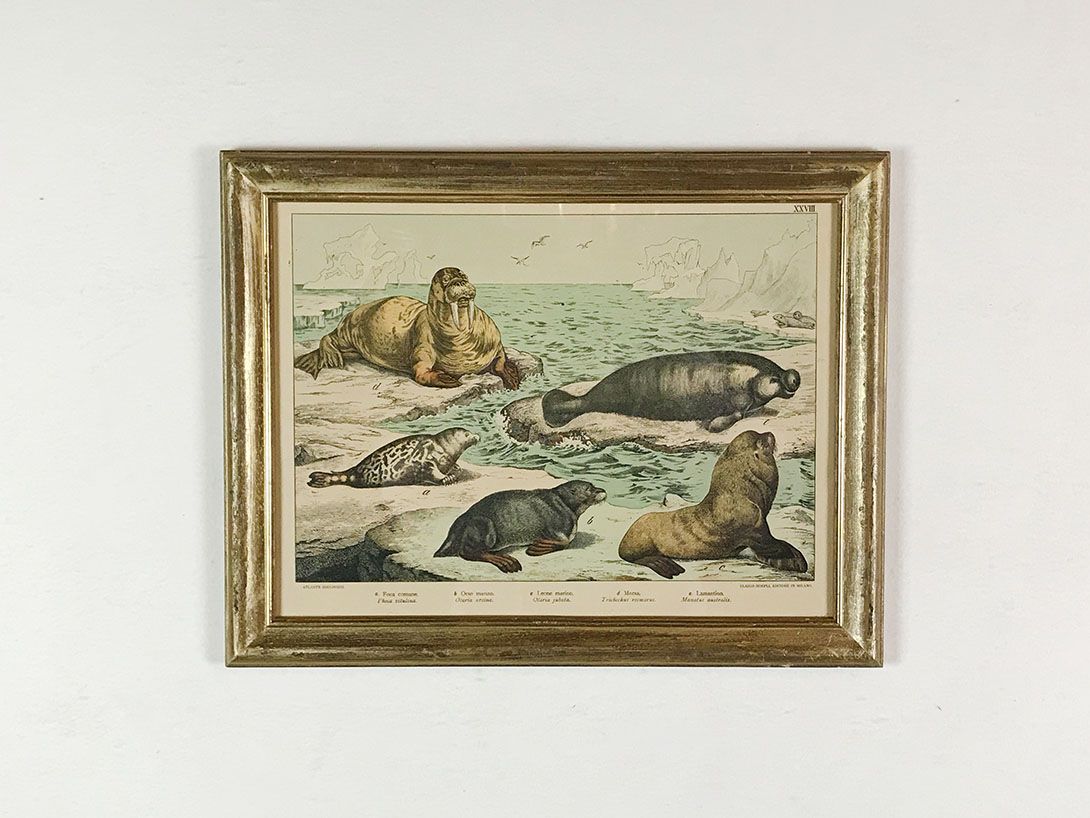 Foto Print of Sea Lions 24C1