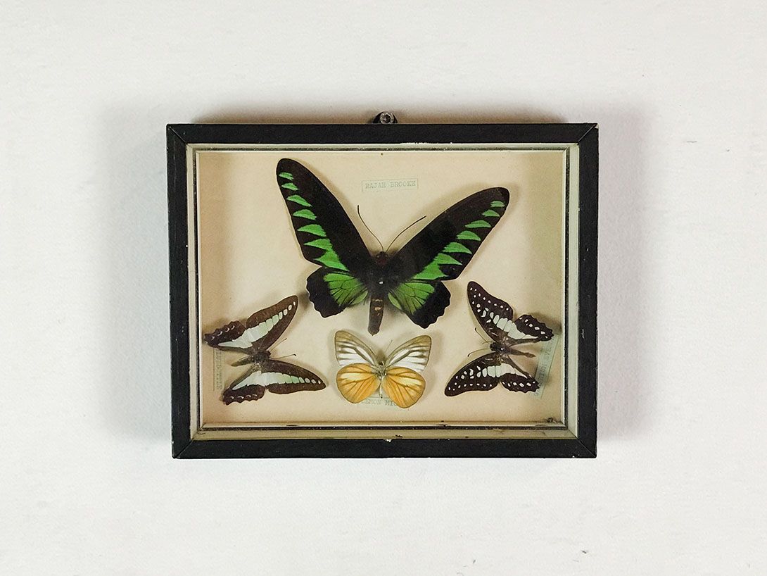 Foto Framed Butterflies 18C14