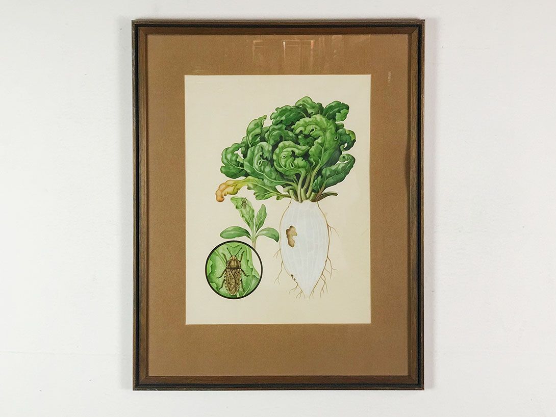 Foto A Beetle and a Salad Root 25E9
