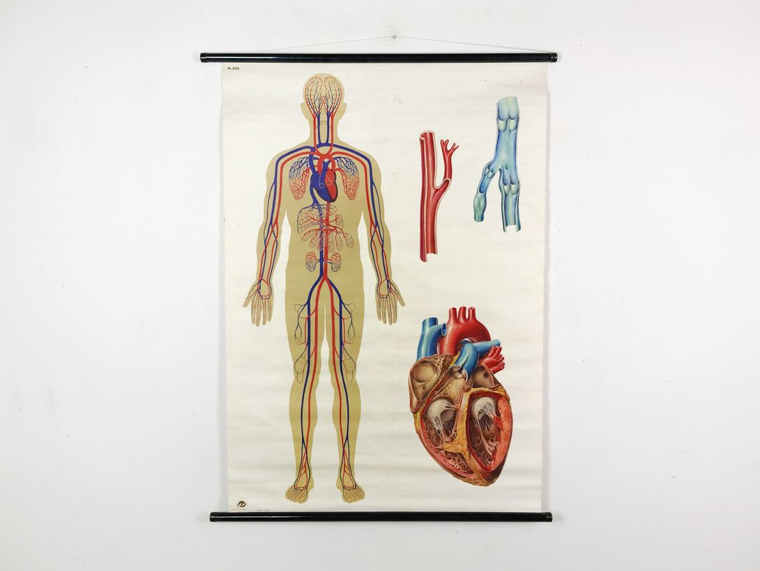 Foto School Chart Blood Circulation, Germany h115x88 10001