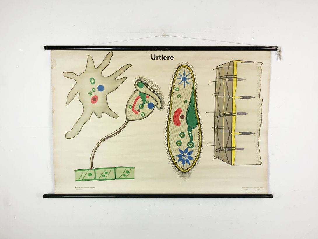 Foto School Chart Urtiere h82x122 10005