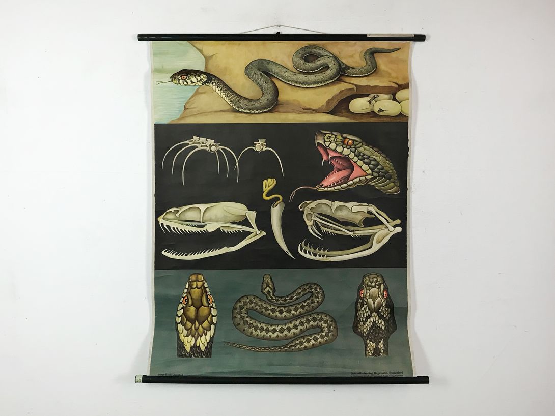Foto School Chart German Snakes, Berlin h116x92 10010