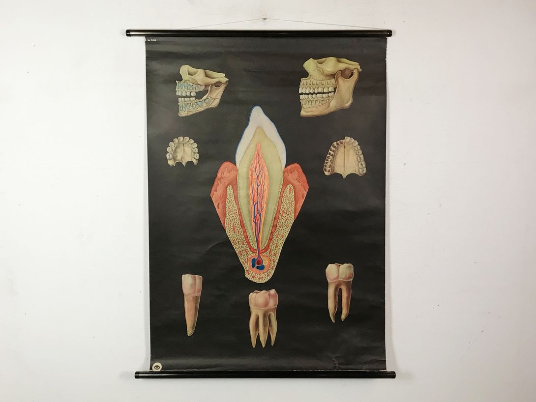 Foto School Chart Das Gesunde Gebiss h118x88 10012
