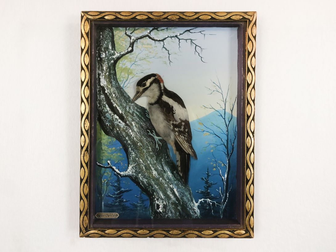 Foto Diorama Picture of a Bird with Real Feathers h39x30 18D9