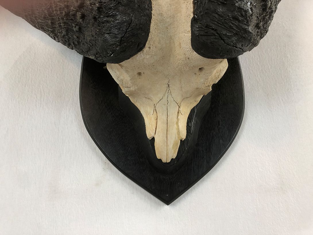Foto Water Buffalo Skull India