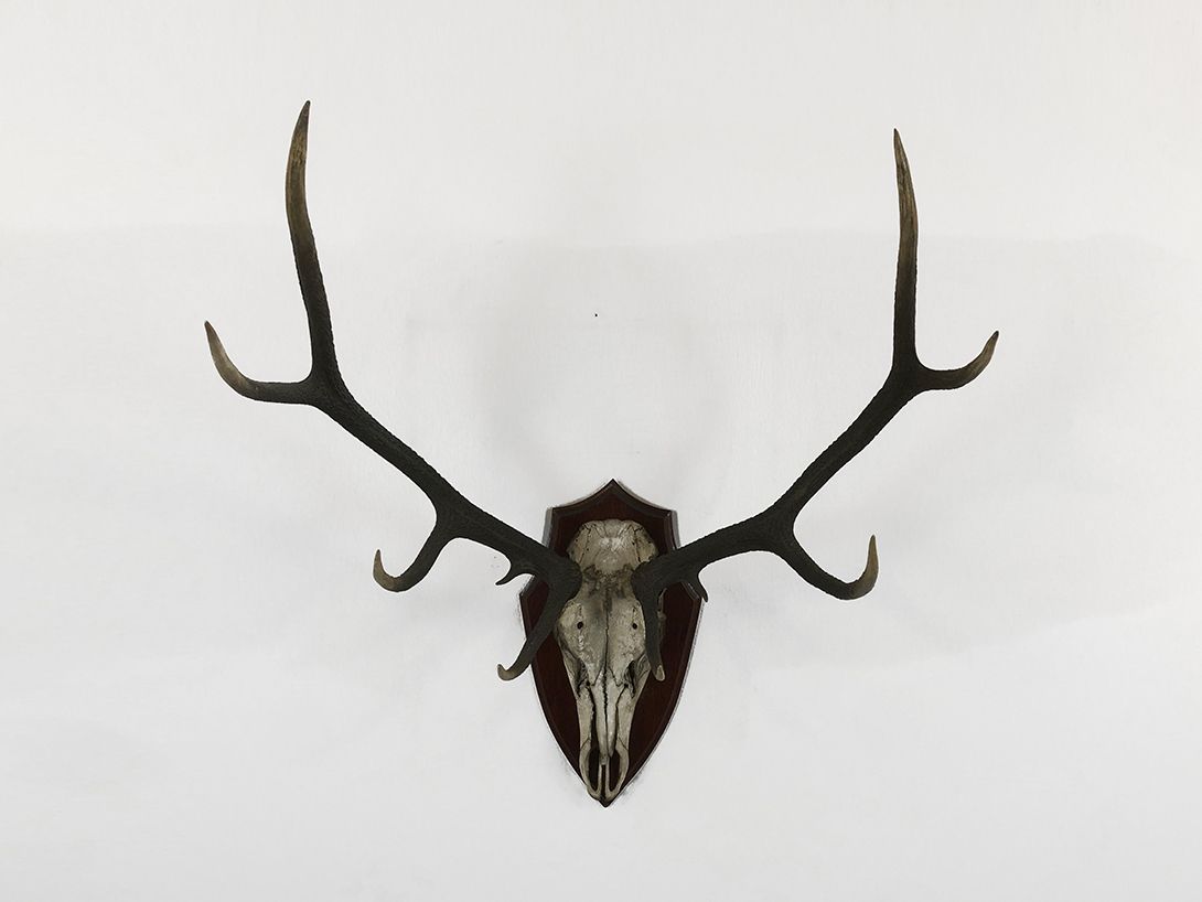 Foto Horns with 8 Antler Points