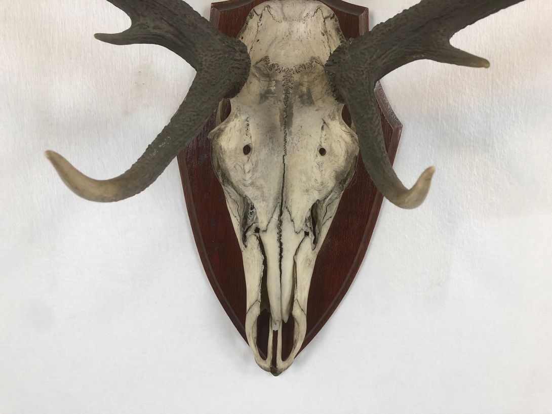 Foto Horns with 8 Antler Points