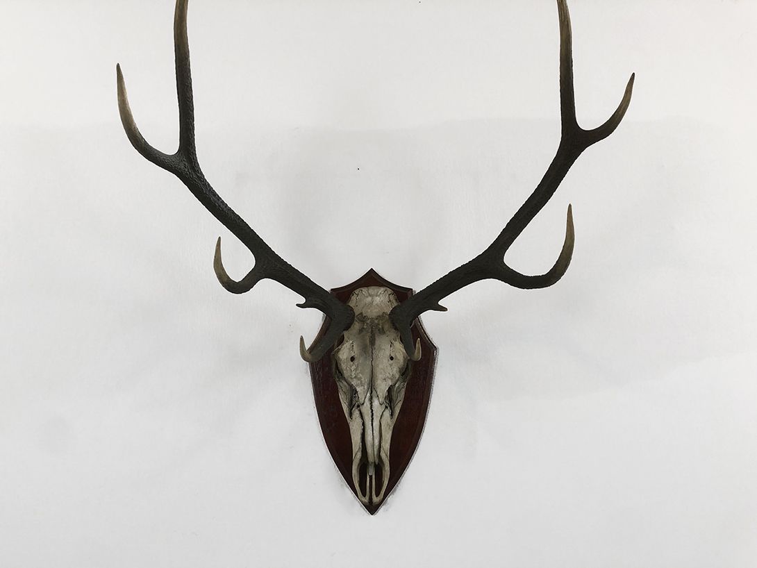 Foto Horns with 8 Antler Points