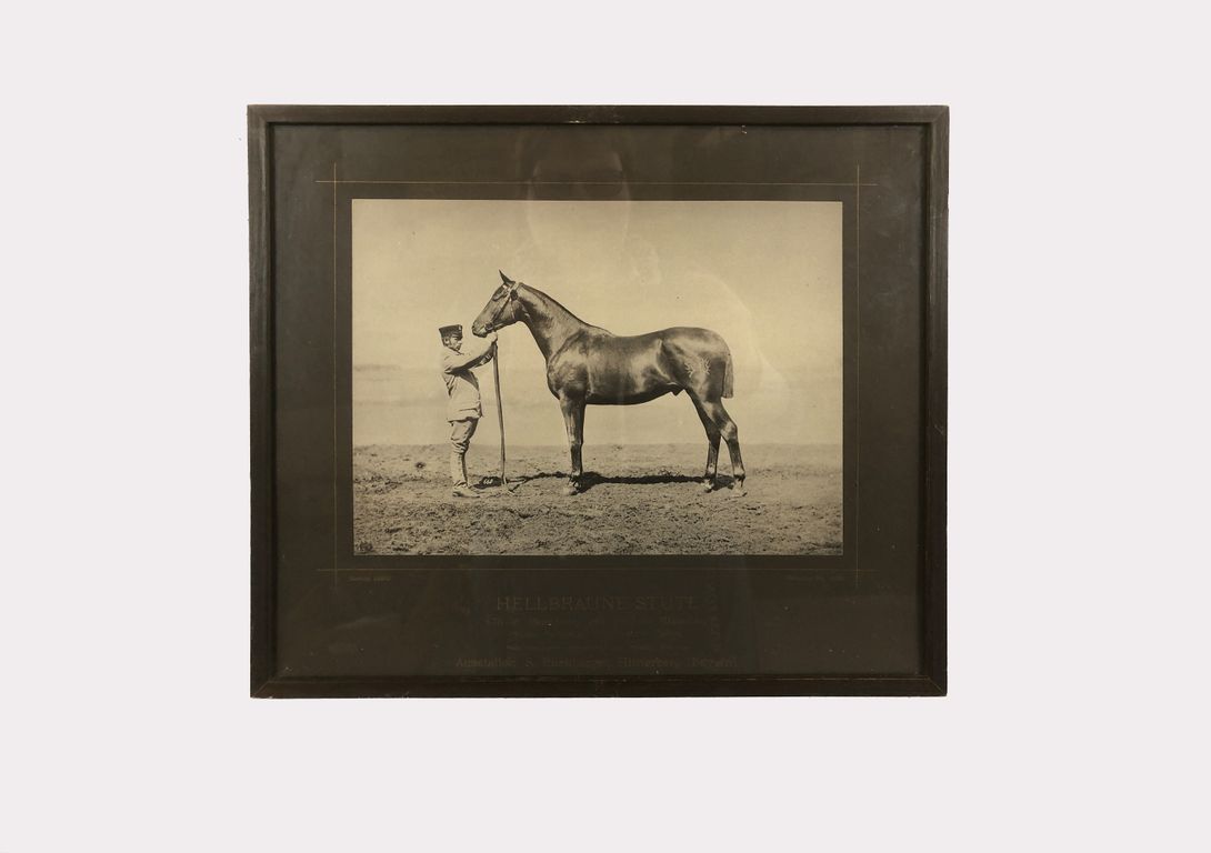 Foto Horse Photography Hellbraune Stute Berlin 1890 h29x33 24B28