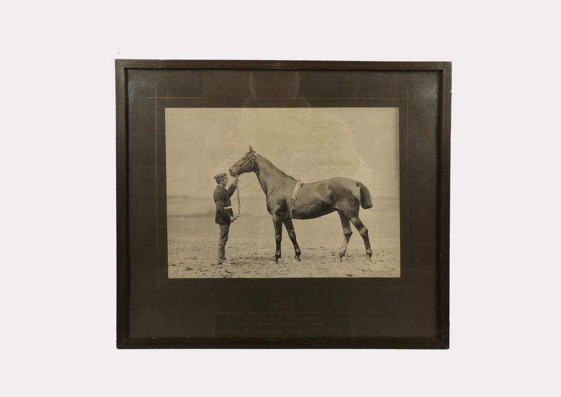 Foto Horse Photography Acer Berlin 1890 h29x33 24B27