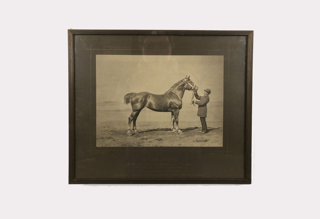 Foto Horse Photography Fuchsstute Berlin 1890 h29x33 24B24