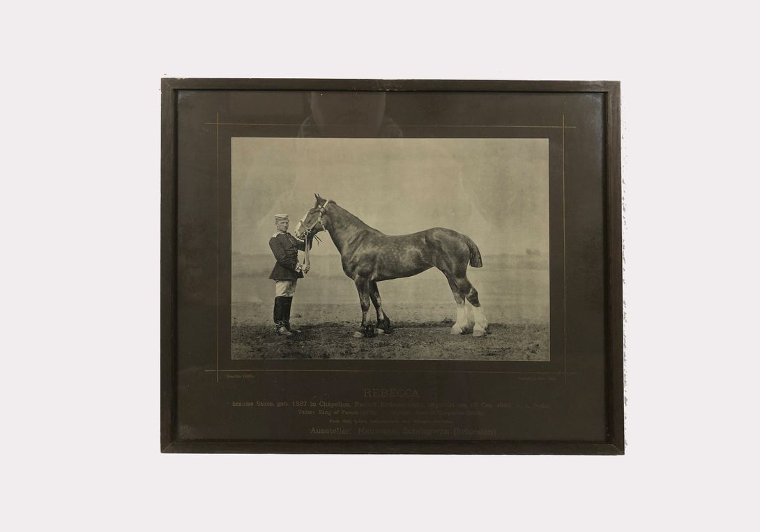 Foto Horse Photography Rebecca Berlin 1890 h29x33 24B25
