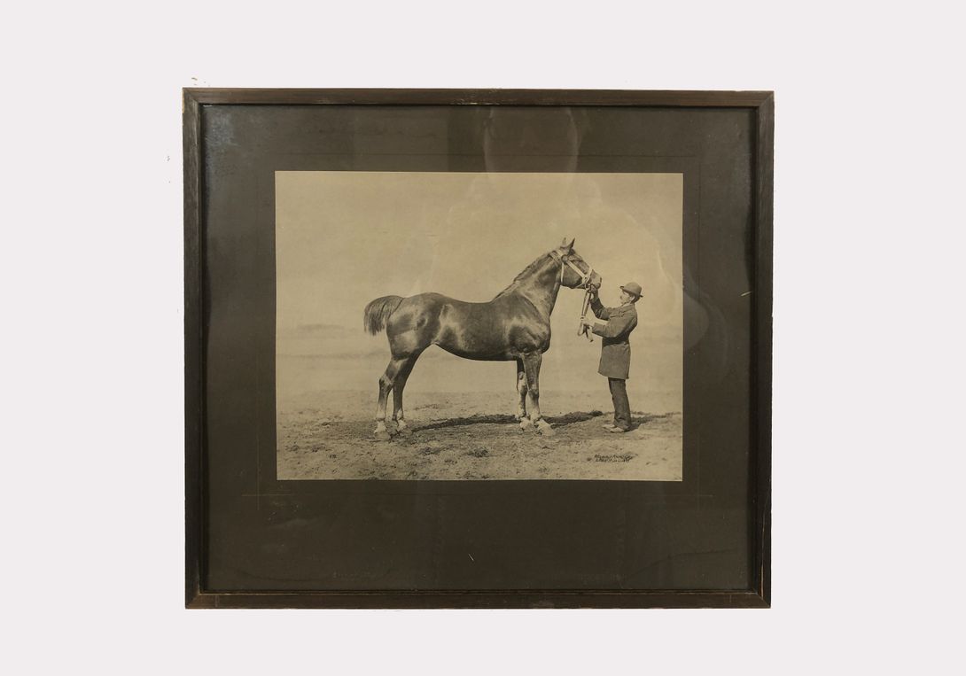 Foto Horse Photography Fuchs-Stute Berlin 1890 h29x33 24B26