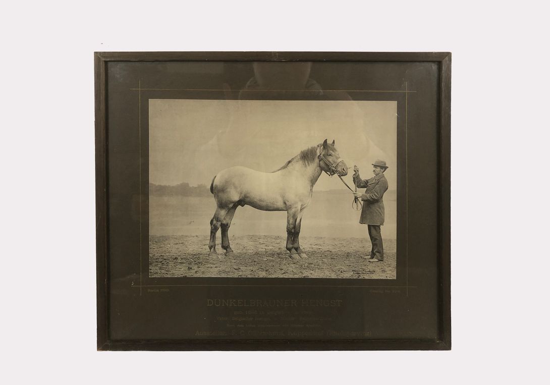 Foto Horse Photography Dunkelbrauner Hengst Berlin 1890 h29x33 24B23