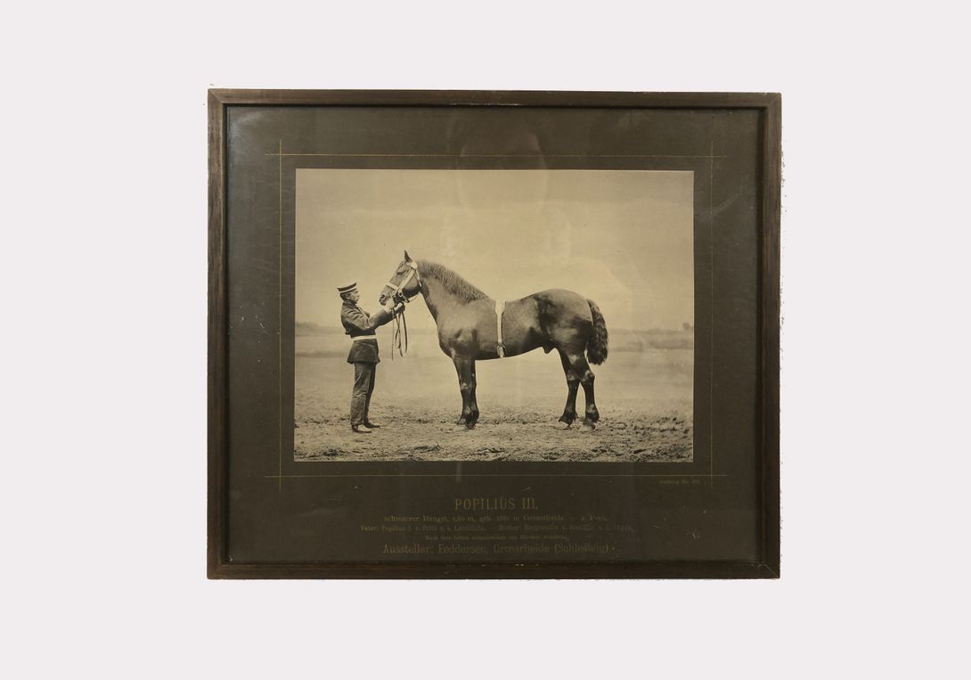Foto Horse Photography Popilius Berlin 1890 h29x33 24B22