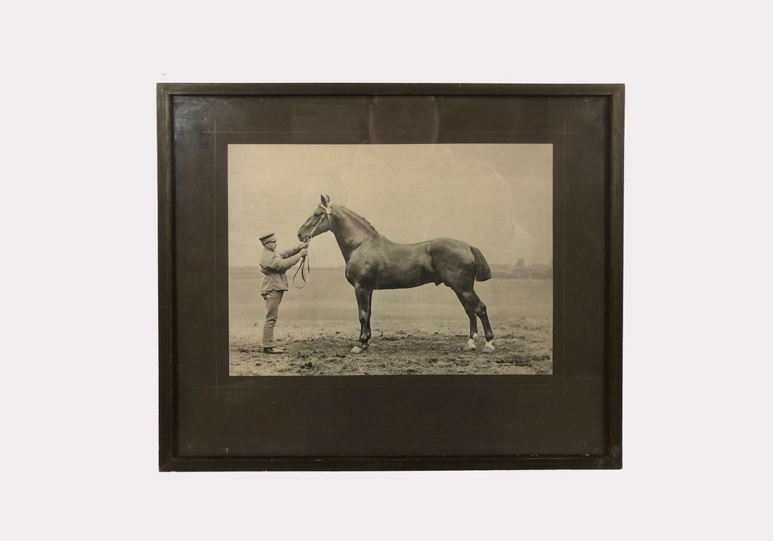 Foto Horse Photography Solon Berlin 1890 h29x33 24B21