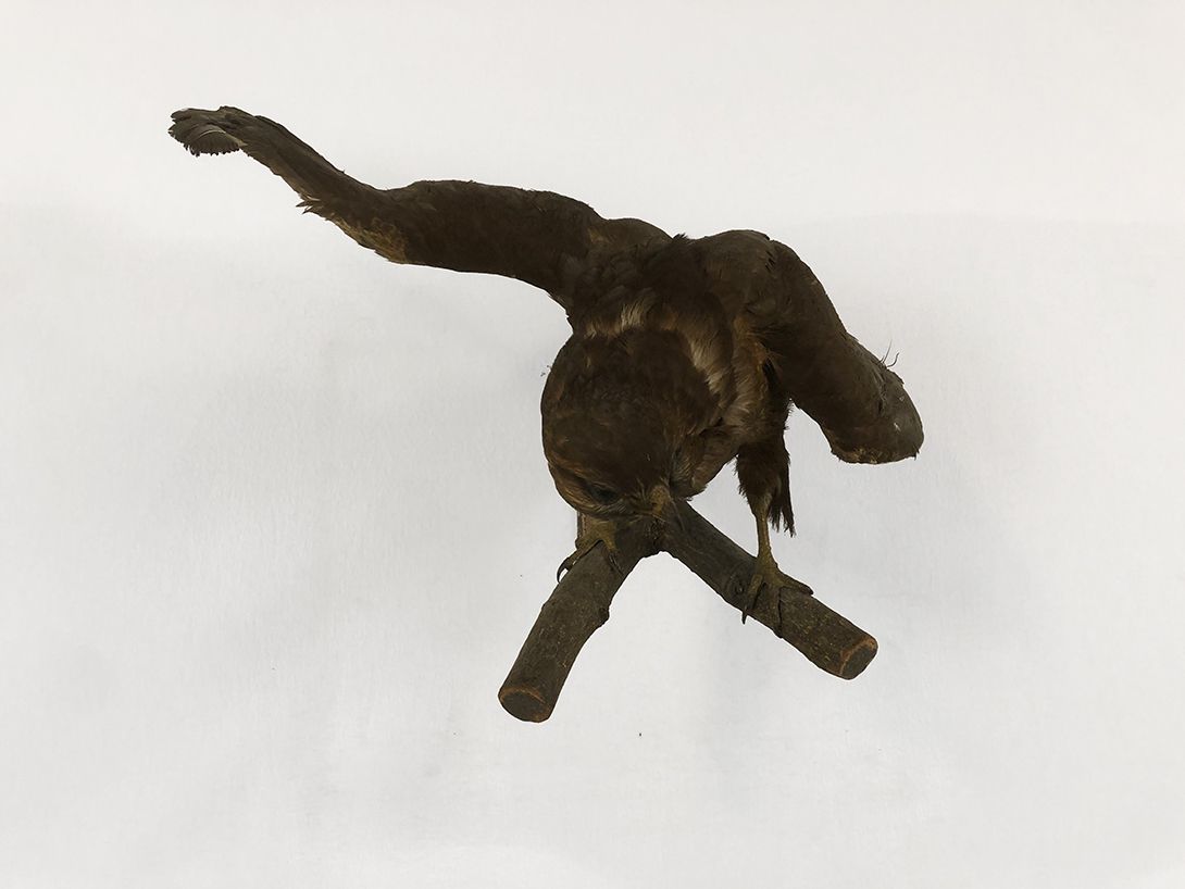 Foto Buzzard