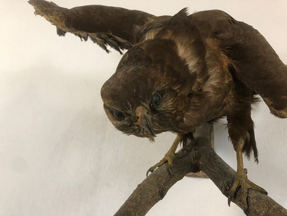 Foto Buzzard