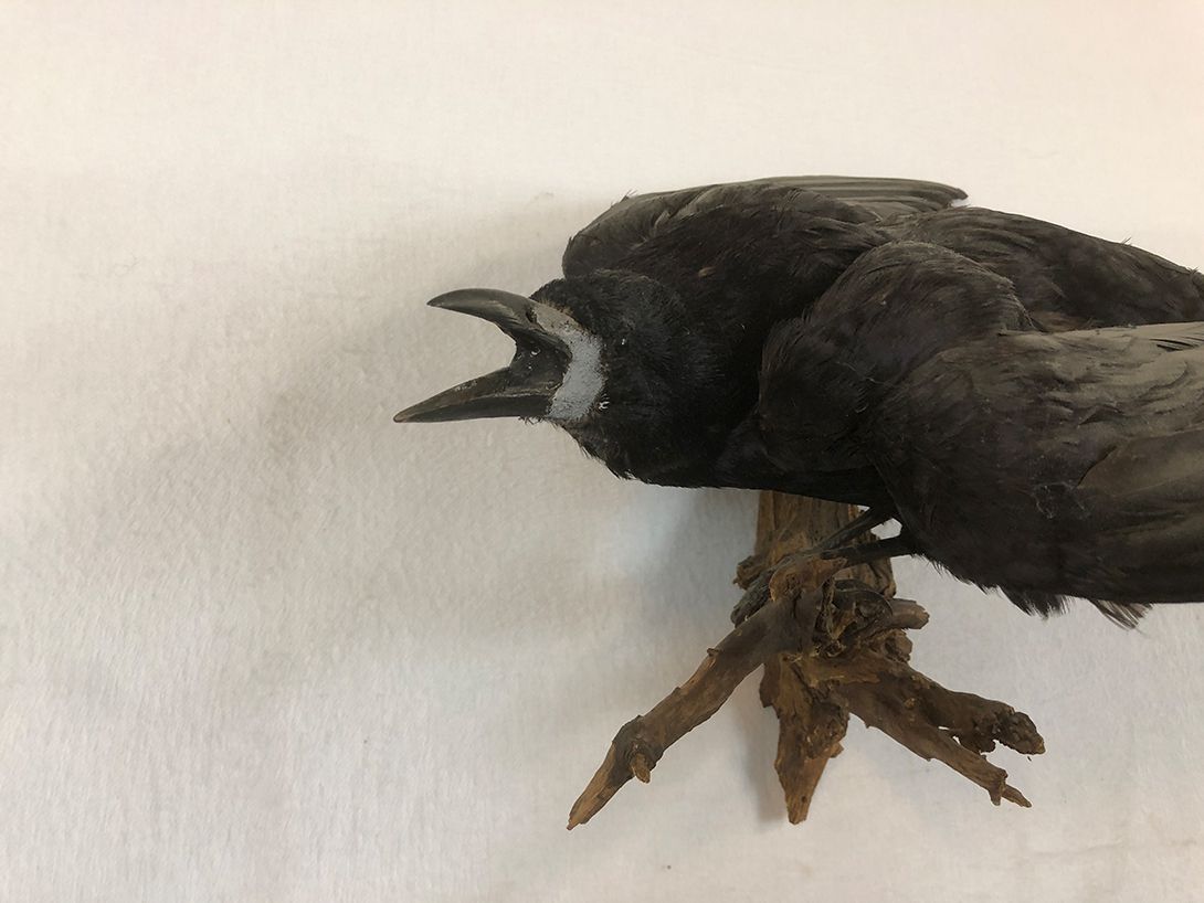 Foto Crow Taxidermy on Wood