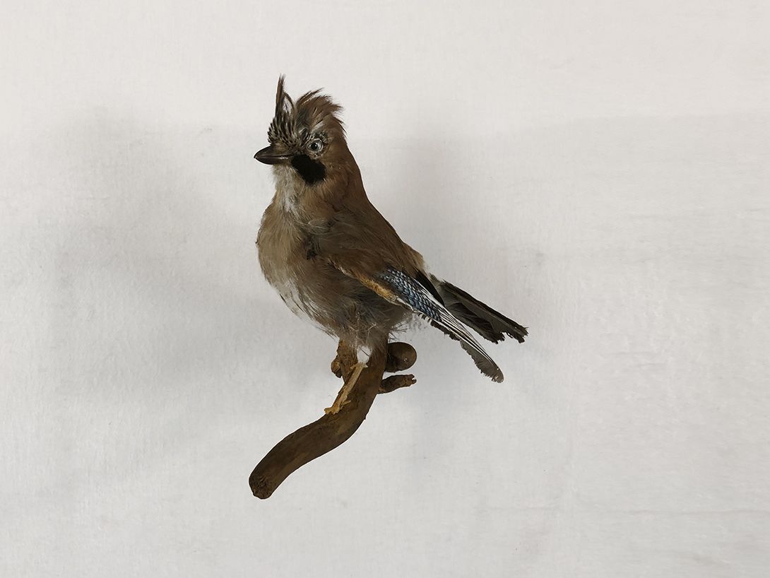 Foto Peewit