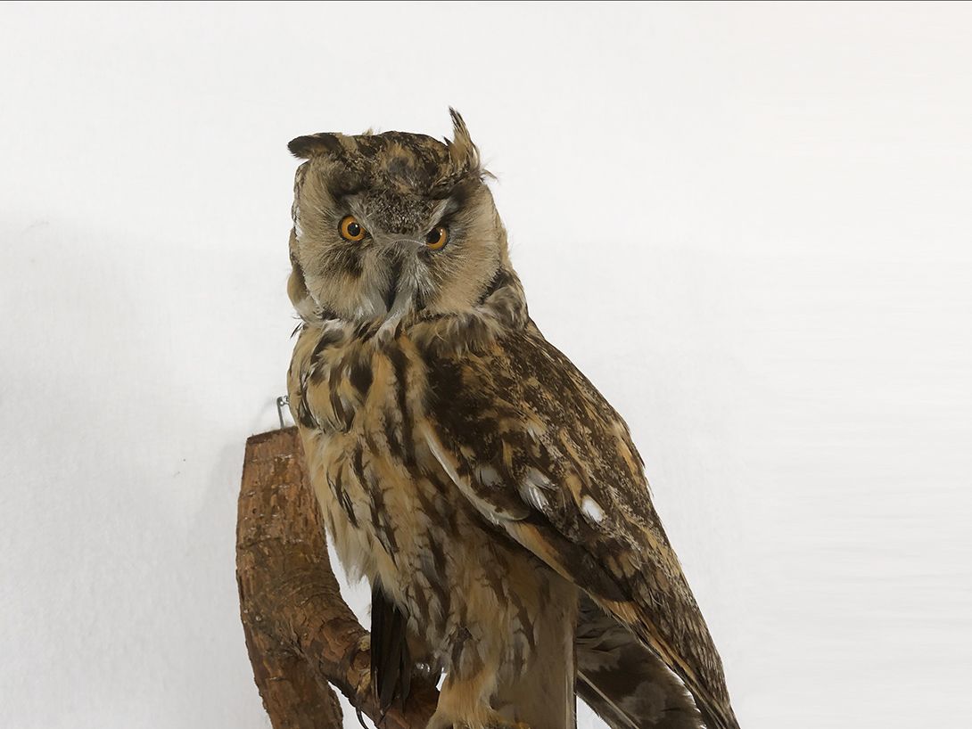 Foto Owlet