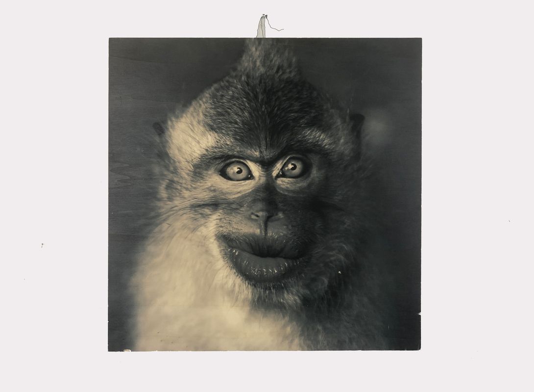 Foto Poster of a Monkey Picture h60x60 14C9
