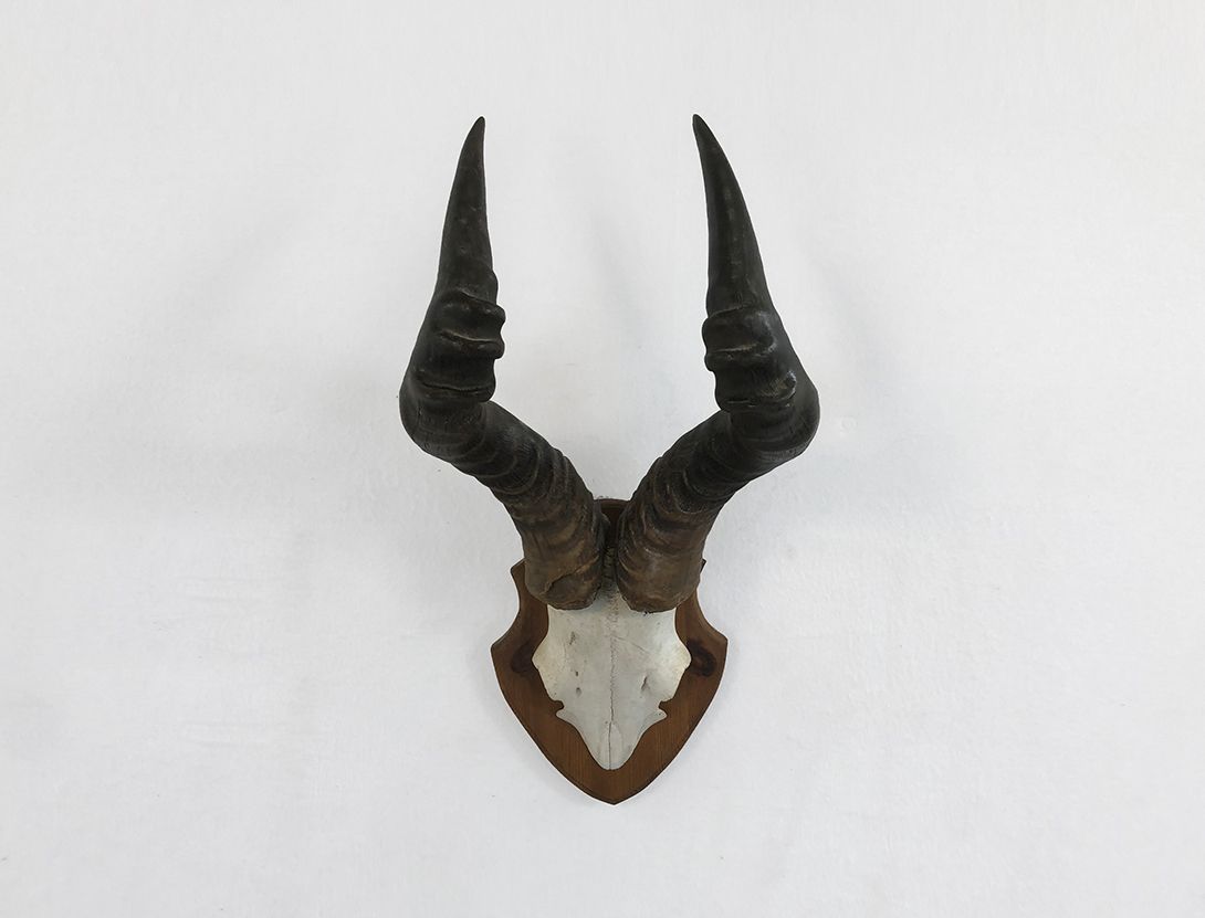 Foto Horns of a Saika Antelope