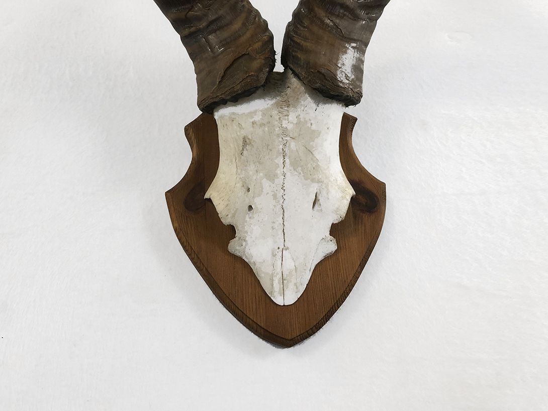 Foto Horns of a Saika Antelope