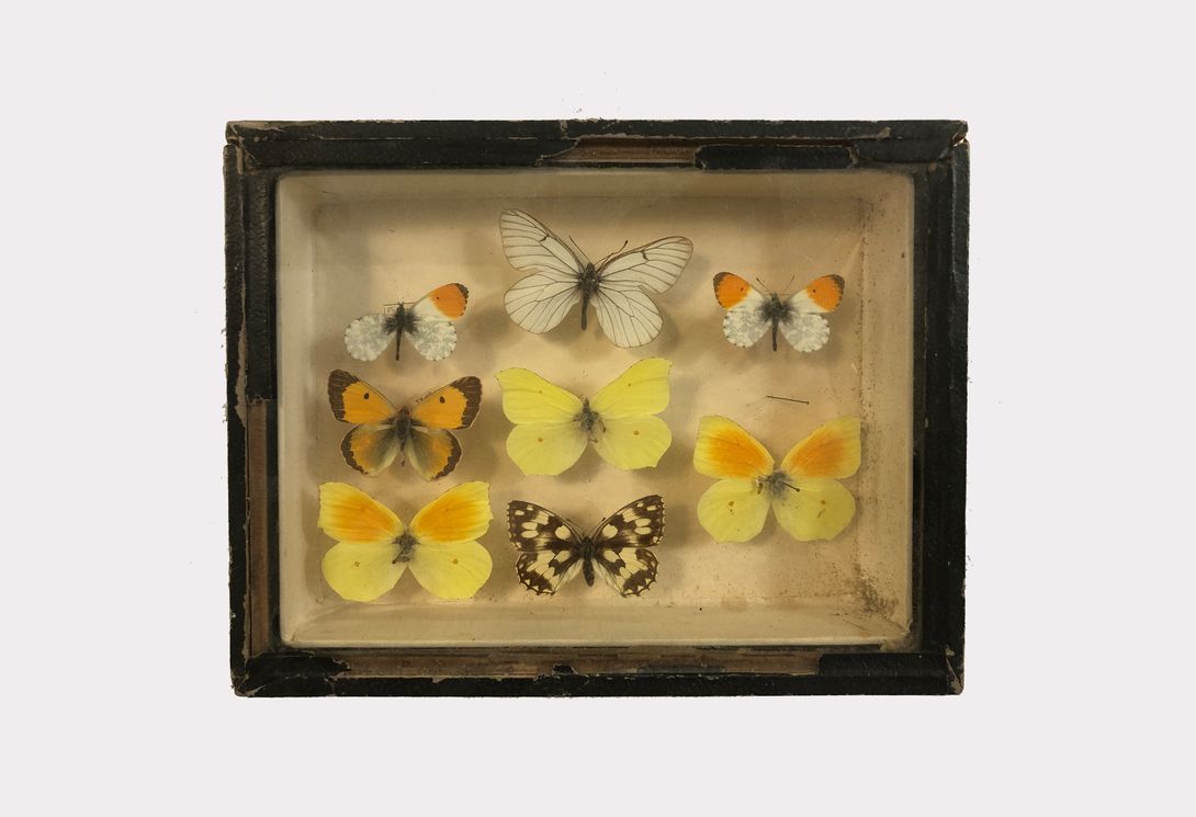 Foto Panopticon Dried Butterflies h17x21 18C10