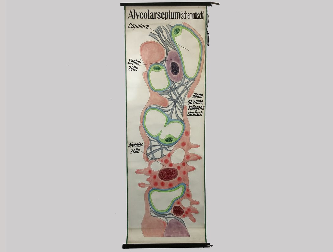 Foto School Chart Alveolarseptum h220x73