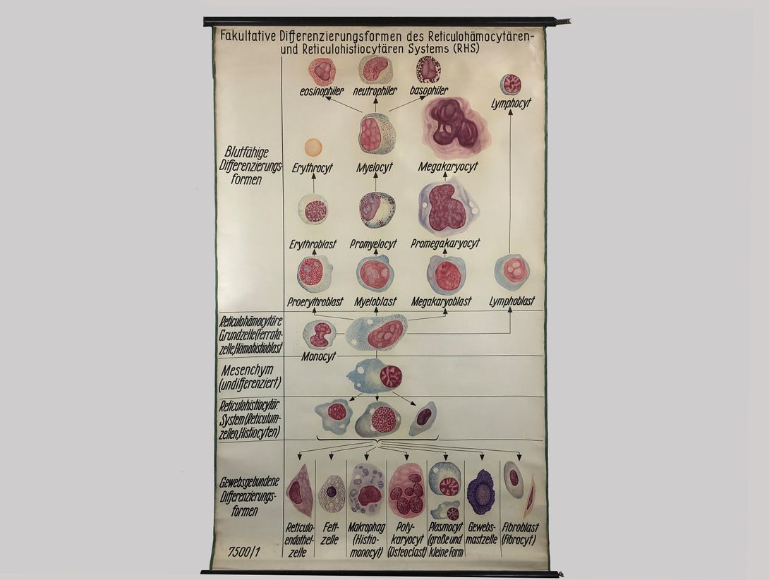 Foto School Chart Differenzierungsformen RHS h248x148 20004