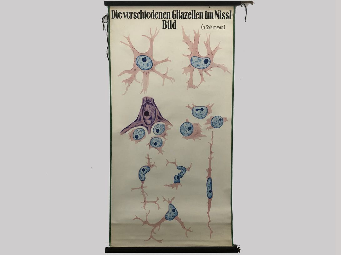 Foto School Chart Gliazellen h165x88