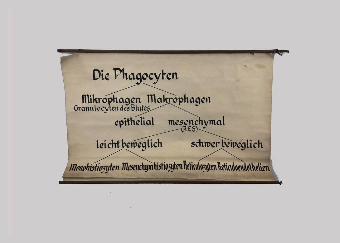 Foto University Chart Phagocyten h98x116