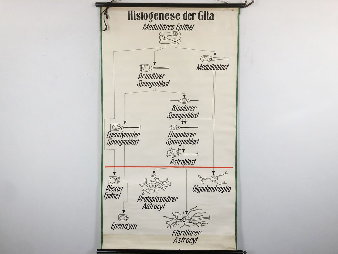 Foto University Chart Histogenese der Glia h158x108