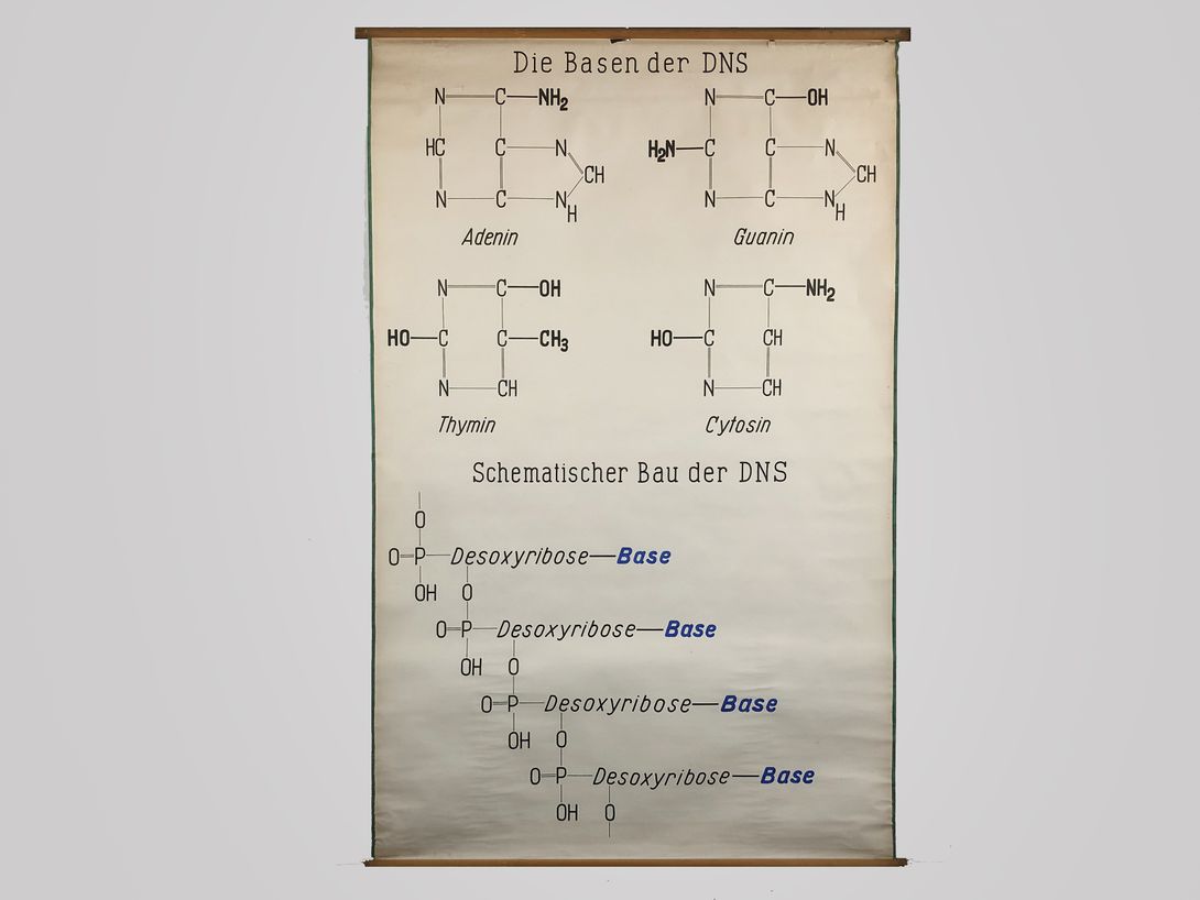 Foto Medical University Chart Die Basen der DNS h247x160