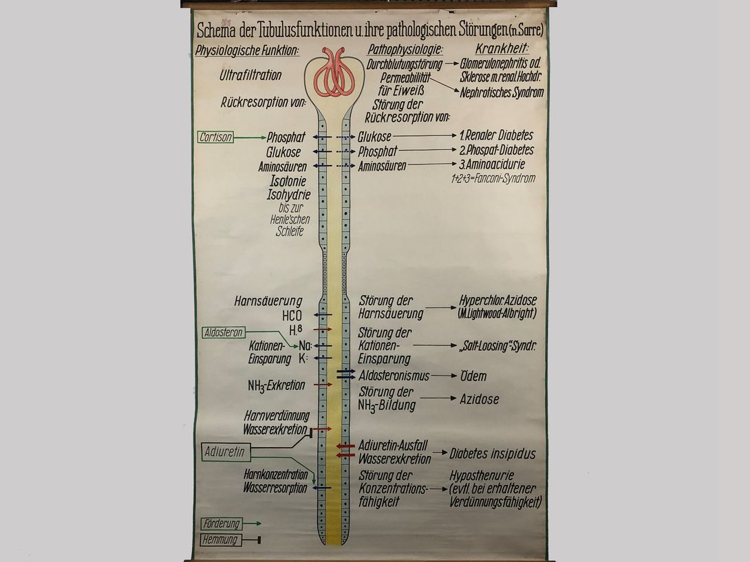 Foto Medical University Chart Tubulusinfektionen h240x160