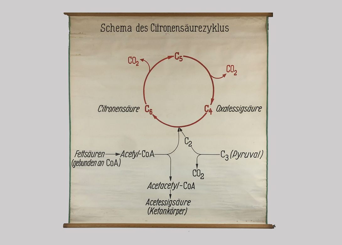 Foto University Chart Citronensäurezyklus h152x146