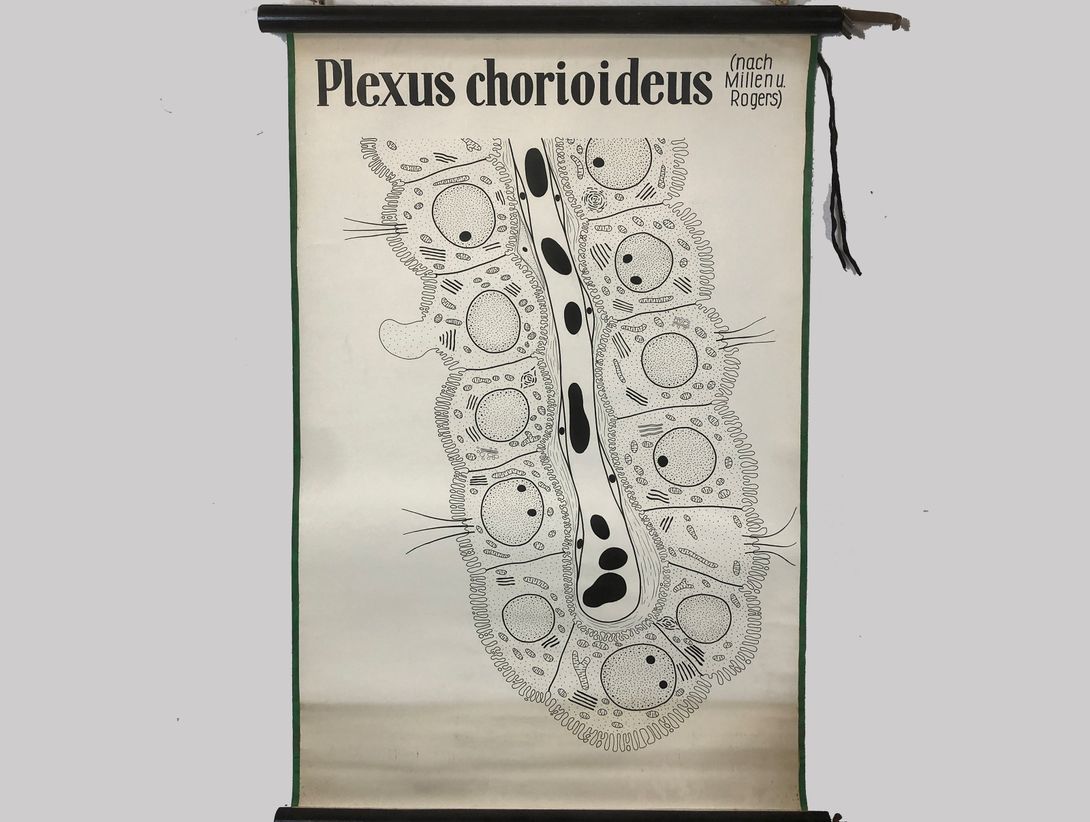 Foto Medical University Chart Plexus Chorioideus h125x87