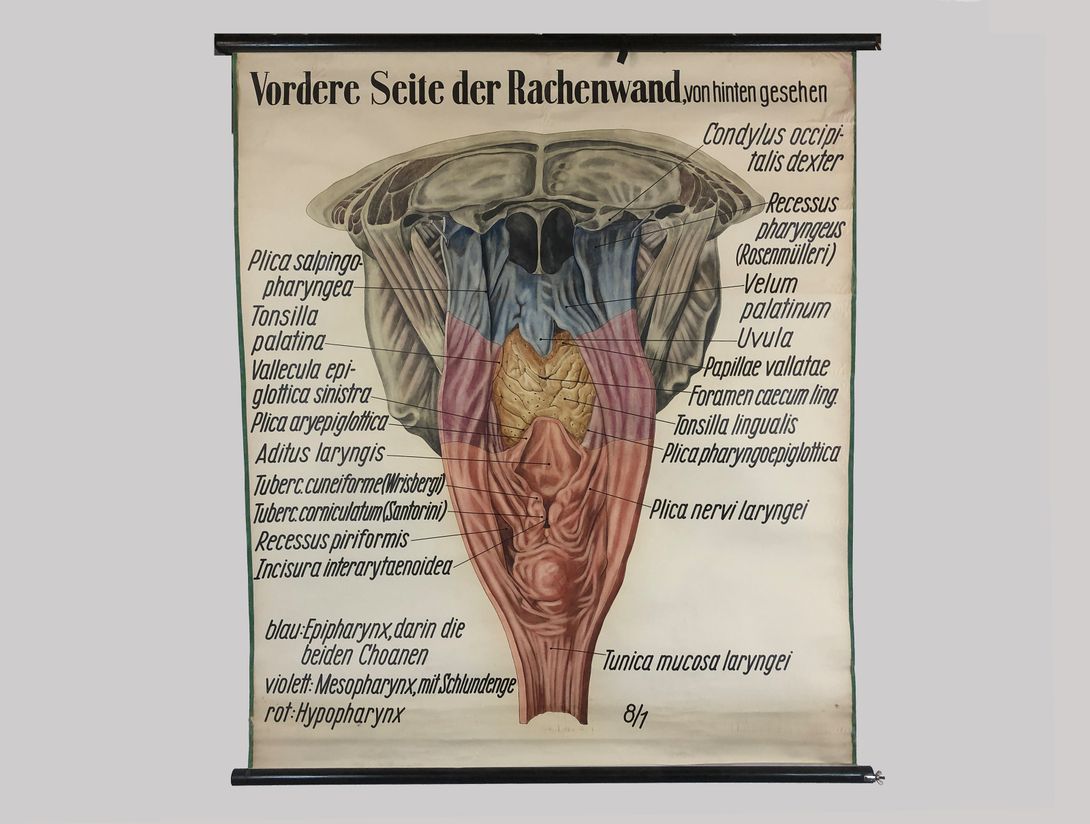 Foto Medical University Chart Vordere Rachenwand h177x159