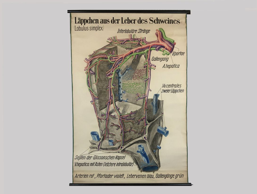 Foto Medical University Chart Leber des Schweines h215x160