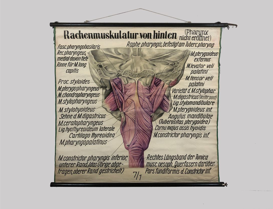 Foto Medical University Chart Rachenmuskulatur h155x155